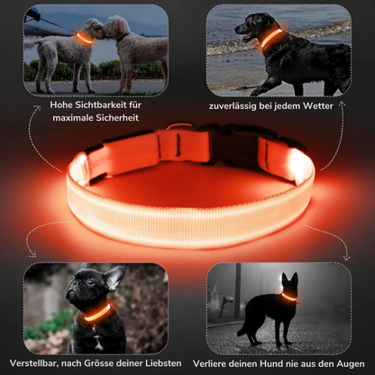 LuxeLight Halsband | Dein Hund in Sicht