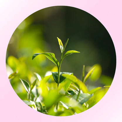 VelvetSkin Elixir | Natürlich glatte Haut. Dauerhaft schön.